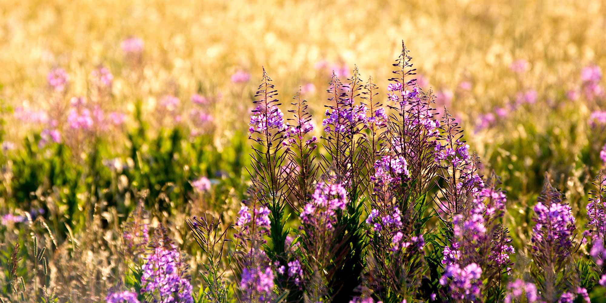A field full of purple wildflowers in Waterton