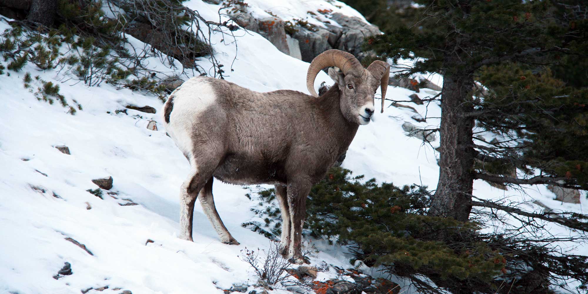 A big horn sheep stands alone on the mountain side in Waterton